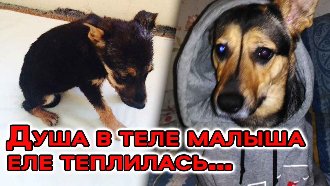 Подростки схватили бездомного щенка, чтобы играть им в футбол смотреть онлайн