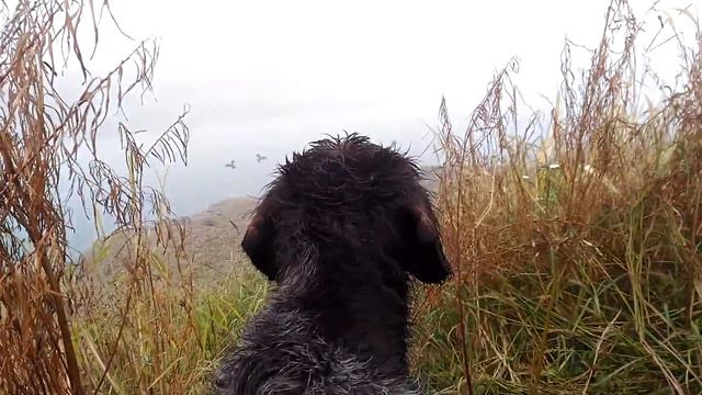 Дратхаар Скиф стучит зубами на утиной охоте! смотреть онлайн