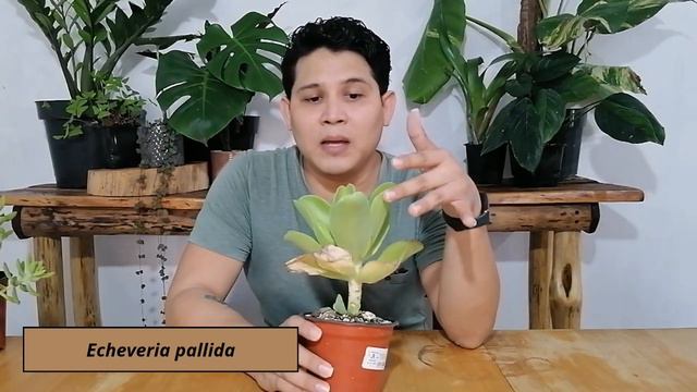 Top 5 Suculentas para principiantes #suculentas #jardín смотреть онлайн
