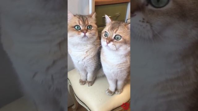 Спалился ))) смотреть онлайн