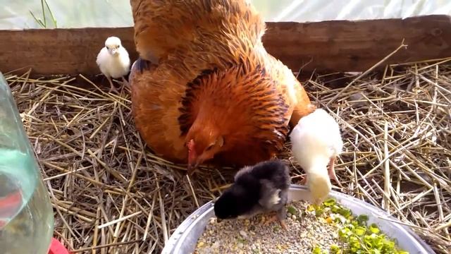 Наседка-курица с индюшатами смотреть онлайн