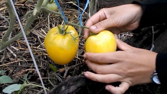 Томат сорт "бычье сердце белое" смотреть онлайн