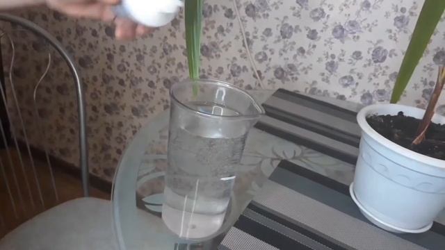 ?Здоровая пальма из косточки финика всего за пол года!? Энергетик для всех комнатных растений! ? смотреть онлайн