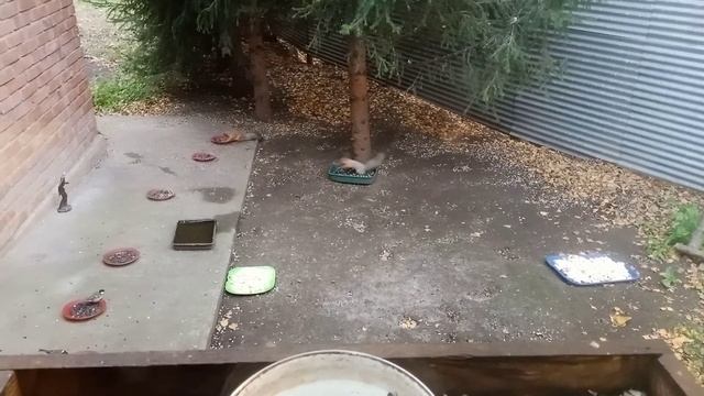 осенние бельчата смотреть онлайн