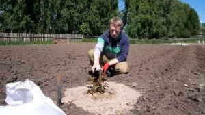 НОВЫЙ ЧУМОВОЙ ПРОЕКТ. ГОЛУБИКА В СИБИРИ "BLUE_BERRY_TSK"