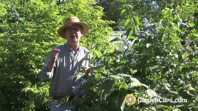 Lilac - Syringa Vulgaris - Everything You Need To Know About Lilacs