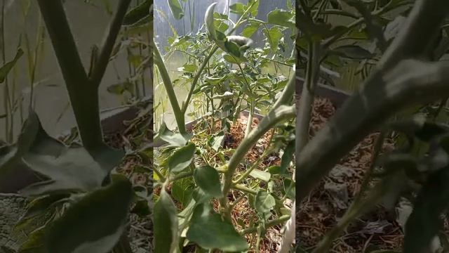 Как удалять пасынки на томатах