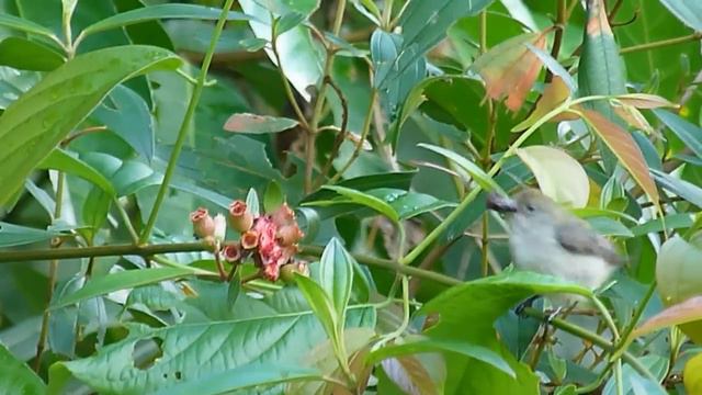 Female Scarlet-backed Flowerpecker feeding смотреть онлайн