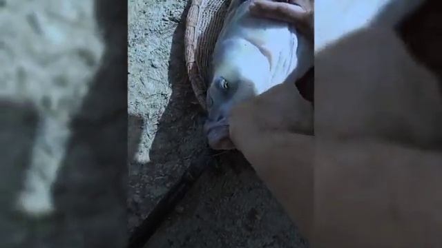 Большой Чёрный Амура (Туркменистан) смотреть онлайн