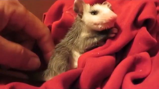 Orphan Baby Opossum