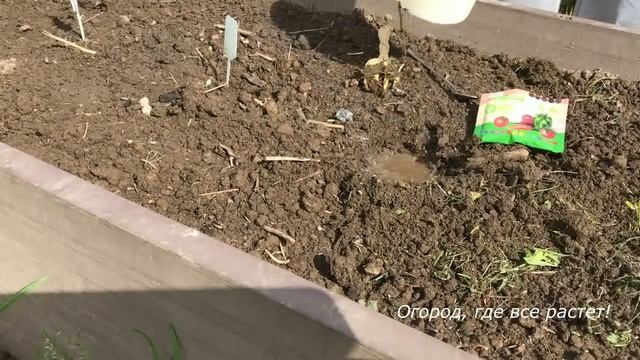465. Посадка огурцов и двойная защита от болезней. смотреть онлайн