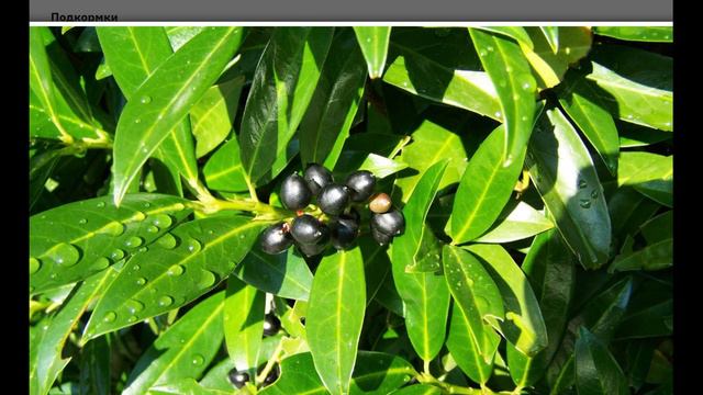 Лавровишня: красота и вкус в одном лице. Посадка, уход и применение в ландшафтном дизайне