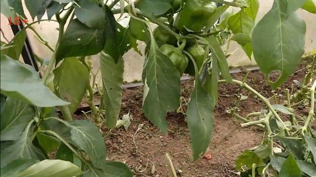 Арбузы и перцы в подмосковье, осенью растут. смотреть онлайн