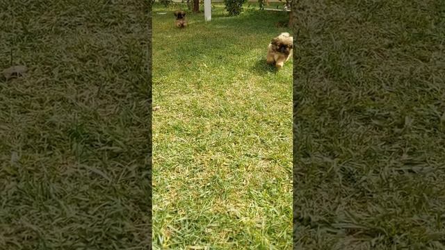 Adorable Pekingese Puppies смотреть онлайн