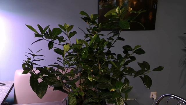 Профилактические обработки от клеща смотреть онлайн