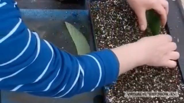 Dibleys - Propagating Streptocarpus From Leaf Cutings
