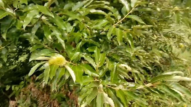 Castanea Mollissima Chinese Chestnut permaculture смотреть онлайн