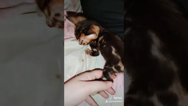 Самая маленькая кошка в помёте. #бенгал #котенок смотреть онлайн