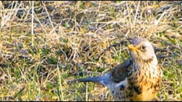 ПРОГУЛКА ПО ТРОПАРЕВО Виртуальная экскурсия смотреть онлайн