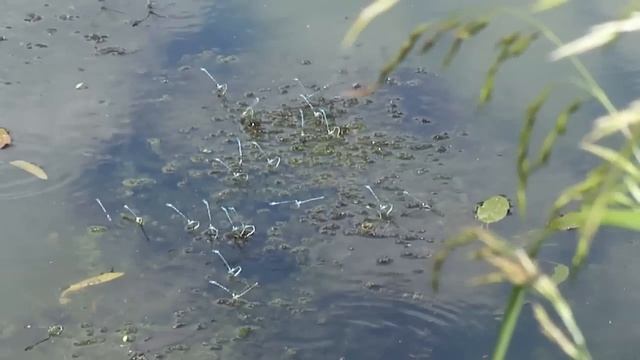 Мешковский пруд пос. Московский