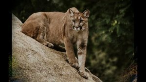 Рык больших кошек - как рычат лев, тигр и другие! The roar of big cats!