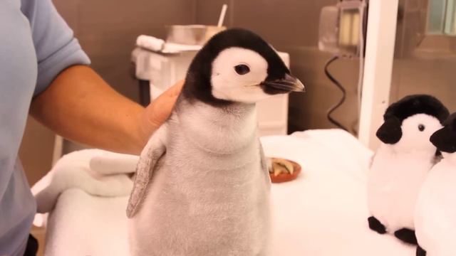 A month-old, 2-pound emperor penguin gets feeding. смотреть онлайн