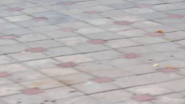 На клумбе деревья рости должны а не цветы)) смотреть онлайн