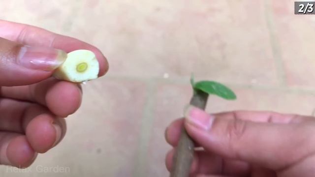 Don't waste your money, you can propagate any plant at home very simply | Relax Garden смотреть онлайн