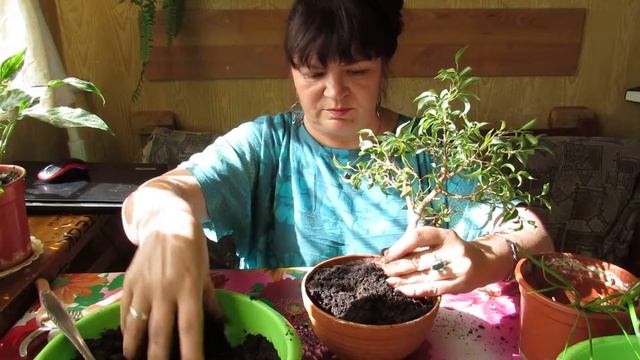 БОНСАЙ из ФИКУСА БЕНДЖАМИНА. Пересадка, обрезка. Укореняем черенки без стимуляторов. смотреть онлайн
