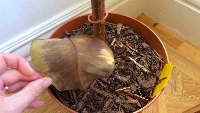 10 Simple Tips For A Super Bushy Rubber Plant смотреть онлайн