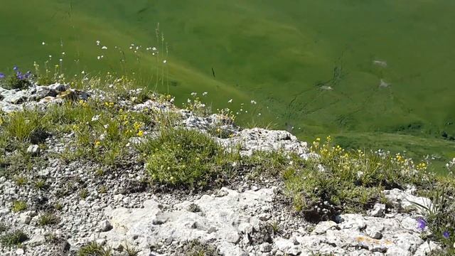 Эльбрус во главе альпийских горных лугов. Природа поёт...Плато Шаджатмаз