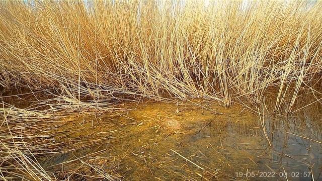 Ондатра. Камера стоит в камышах.Muskrat. The camera is in the reeds. смотреть онлайн
