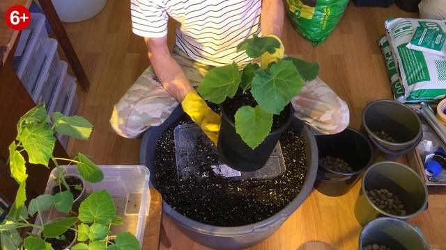 Как увеличить срок вегетации Павловнии на 1,5 месяца. смотреть онлайн