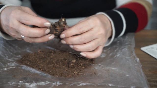 Секрет как сохранить луковичные до посадки ❦ смотреть онлайн
