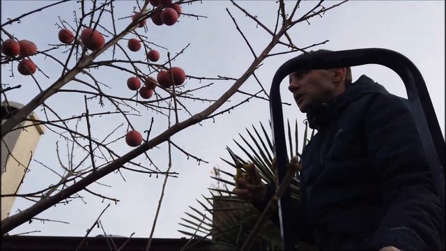 Зимостойкая хурма смотреть онлайн