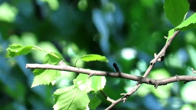 Мухоловка охотится на насекомых, Мухоловка-пеструшка смотреть онлайн