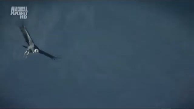 Клип Кондор Беркут @ 04 09 2013g смотреть онлайн