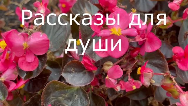 ???Что делать, когда муж забыл про своих детей и спускает все деньги только на... смотреть онлайн
