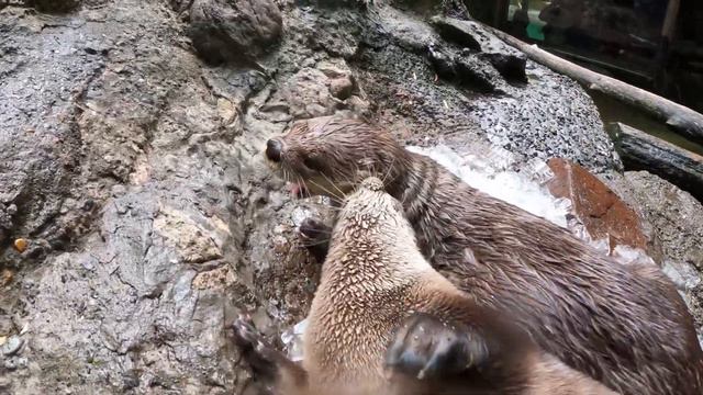 Playful River Otters Wrassle In A Pile Of Ice смотреть онлайн