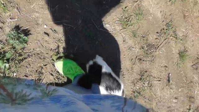 Лошади - чудесные животные. Жеребенок с разными глазами смотреть онлайн