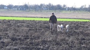 Охота на зайца с борзыми.Грейхаунды первопольные.Greyhound hunting.