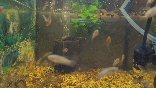 Где стелаж с нерестовиками и аквариумами? ? Что произошло??#subscribe #aquarium #fishtank смотреть онлайн