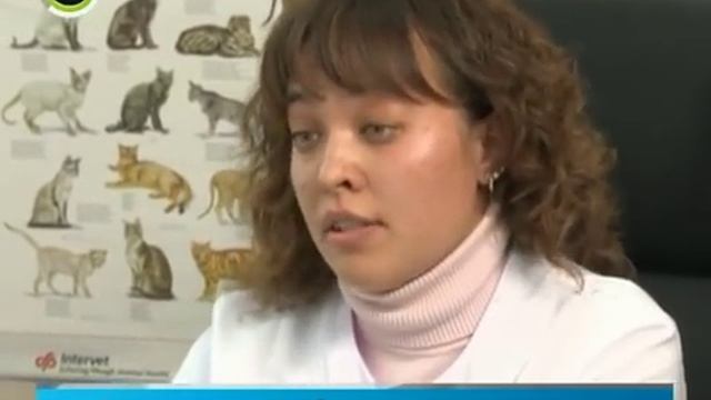 Ведущая чипирует своего кота смотреть онлайн