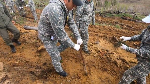 Всероссийский День посадки леса 2018 смотреть онлайн
