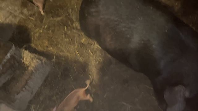 НАМ ПРИШЛОСЬ ЭТО СДЕЛАТЬ! ЗАЧЕМ МЫ ТАК С НИМИ ПОСТУПАЕМ?! НАША ФЕРМА! ЖИЗНЬ ПРОСТЫХ ЛЮДЕЙ В ДЕРЕВНЕ смотреть онлайн