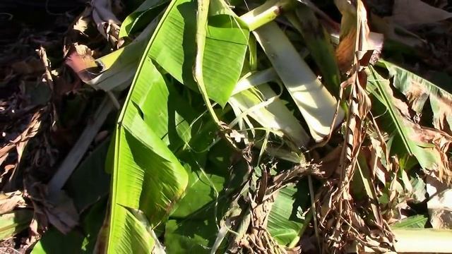 Covering Musa Basjoo Banana For Winter and What It Looks Like in Spring смотреть онлайн