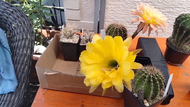 Купила новые кактусы.Кактусные теплицы Михаэля Кисслинга.Echinopsis.Micha Kißling. смотреть онлайн