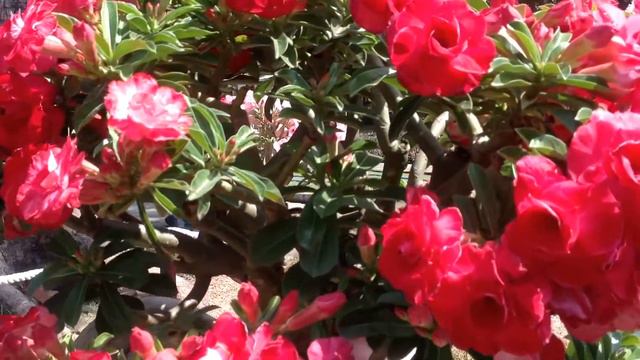 Adenium Obesum Flower- Desert Rose Seeds Collections