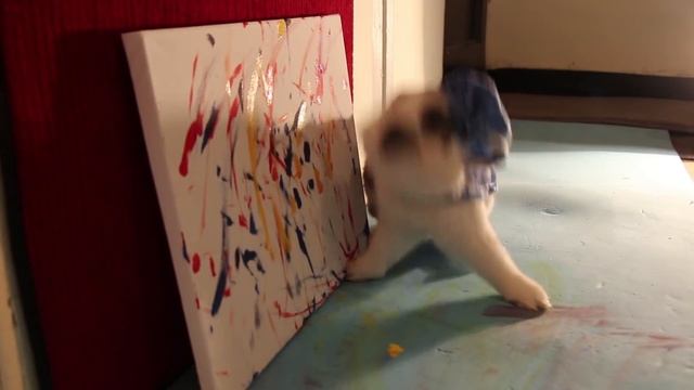 Smart rabbit- I gave him a paint brush, you'll never believe what happened next... смотреть онлайн