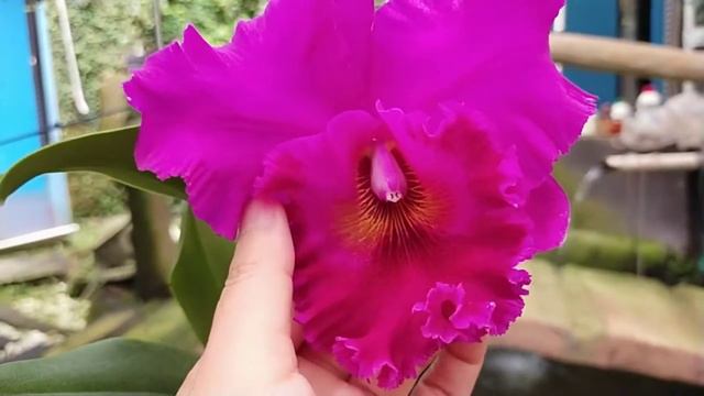 Cattleya Keystone Perfection смотреть онлайн